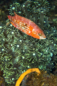 珊瑚兔鱼海洋环境高清图片