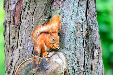 凯恩戈姆公园一只橙色松鼠坐在森林的一棵树上狂咬个坚果复制空间一个橙色松鼠坐在树干上食物美丽背景