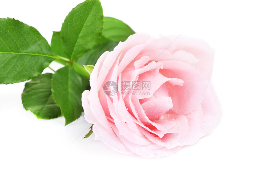 丰富多彩的假期美丽单粉红玫瑰花在白色背景上与世隔绝图片