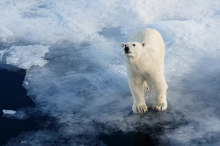 浮冰上的北极熊捕食者熊捕食者哺乳动物挪威假期图片