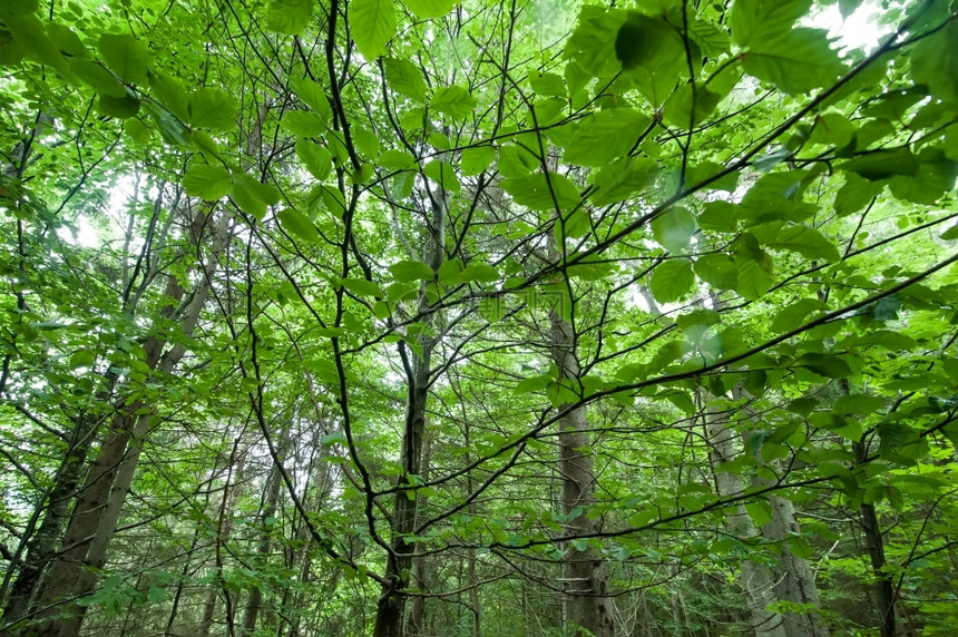 明亮的景观夏林中新鲜树叶的自然背景摘要夏天图片