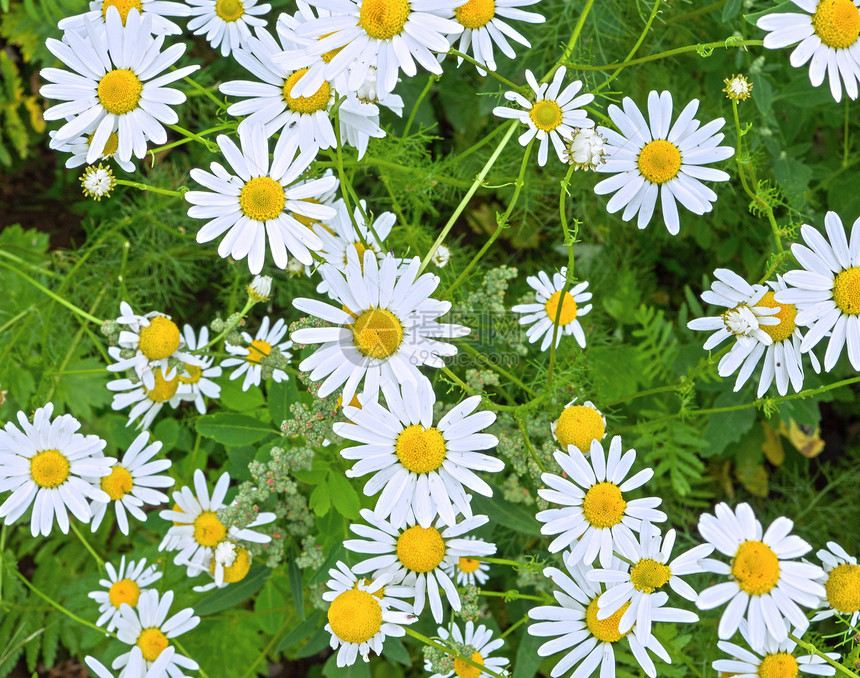 甘菊Camomile田地露出花朵的白仙子露出野外的白仙子香气药物图片