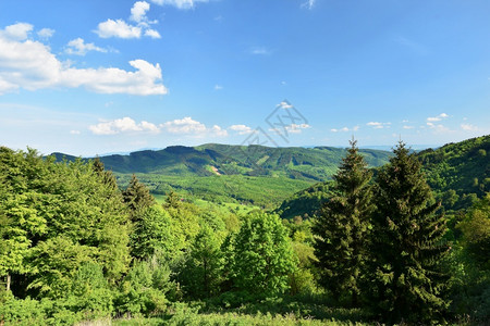 绿色贝斯基迪树夏季山区美丽的风景捷克白喀尔巴阡山脉欧洲图片