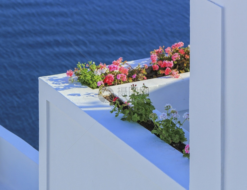 一种欧洲采取日复一在卡尔德拉省一个阳台Oia村种植物希腊卡尔德拉省Oia村一个阳台的希腊工厂图片