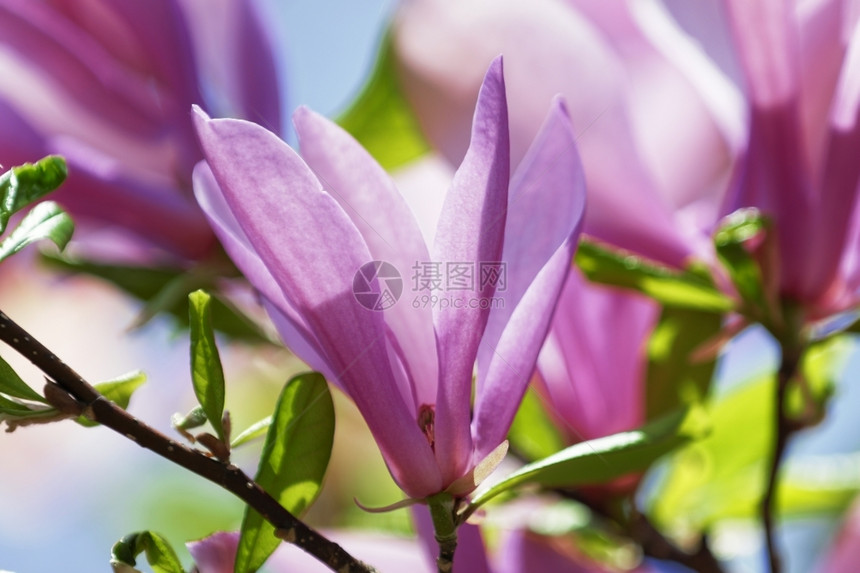新鲜的颜色奥尔洛夫花园里美丽的优雅花朵图片