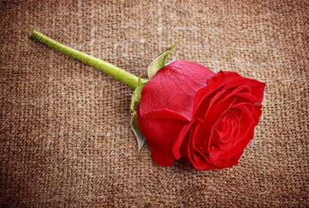 红色的旧帆布上单红玫瑰水平浪漫图片