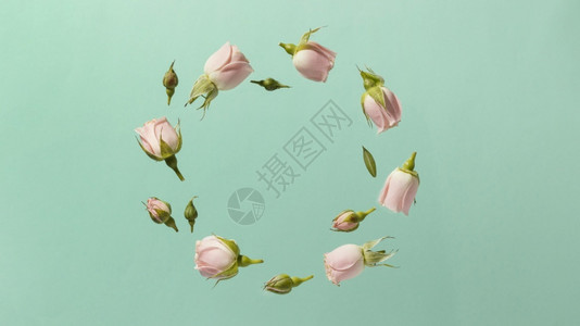 粉红春玫瑰圆带有复制空间卡片优质的芽图片