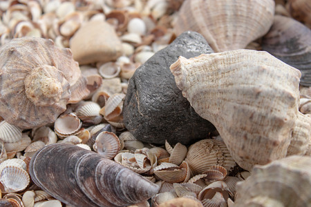夏天贝类各种样的壳纹理或背景各种鹅卵石头和障碍物贝壳系列石头和障碍物图片