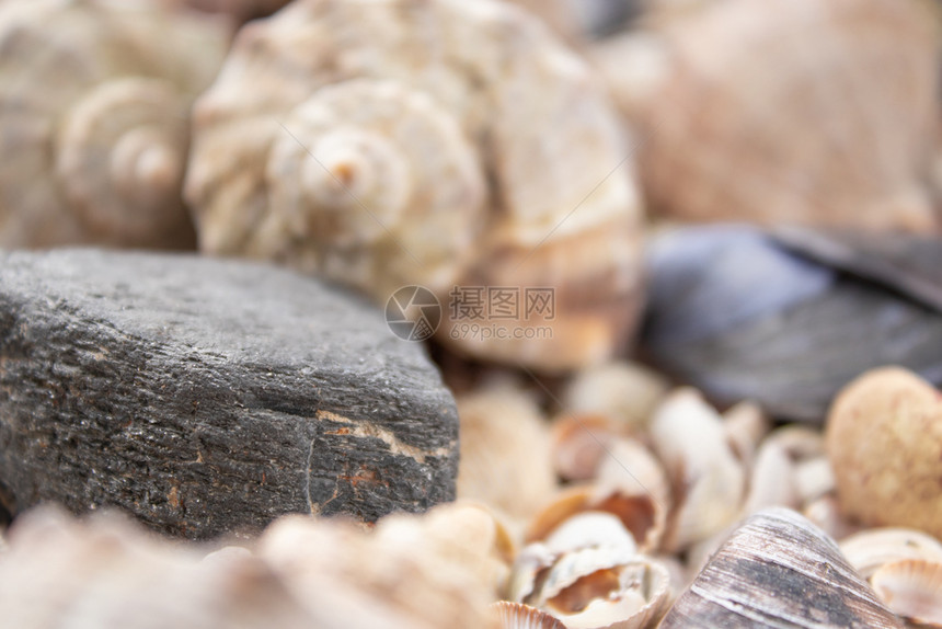 软体动物贝壳纹理或背景各种鹅卵石头和障碍物贝壳系列石头和障碍物夏天自然图片
