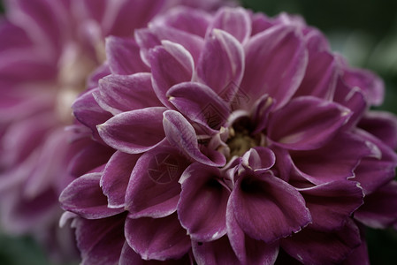蔬菜达利亚食物深色背景上的紫达莉亚花特写深色背景上的紫达莉亚花图片