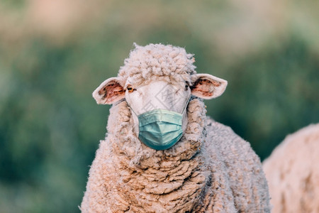 田里戴有医疗面具的绵羊草地美丽农业高清图片