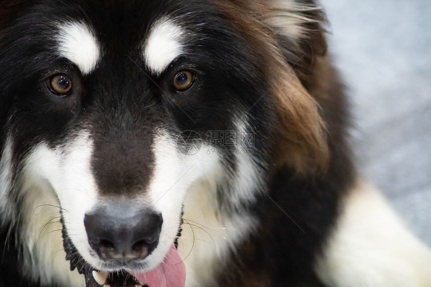 眼睛犬类面贴近脸的哈斯基狗美丽的西伯利亚黑白色和冬天图片