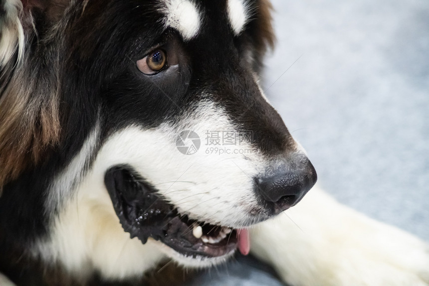 快乐的灰色纯种面贴近脸哈斯基狗美丽的西伯利亚黑白色和图片
