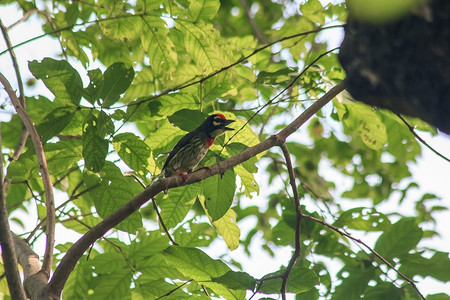 鸟翅膀羽毛铜匠巴贝特在自然界的树枝上图片