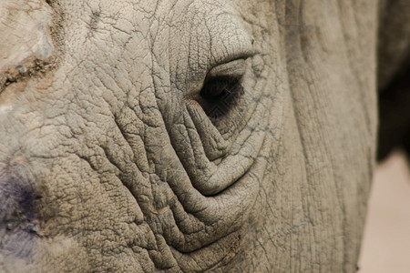 对比皱纹预订白犀牛的眼睛是很小Rhinos是那些眼睛光极差的动物Rhinos的眼睛小皮肤厚图片