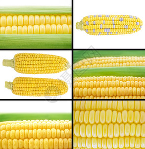 一套新鲜玉米和耳即健康有机食品的乡村素食主义者图片