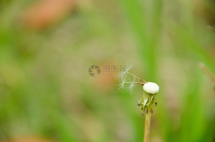 在绿色背景面前的布隆德利翁头绿色背景面前的布隆德利昂头富有的植物群夏天图片