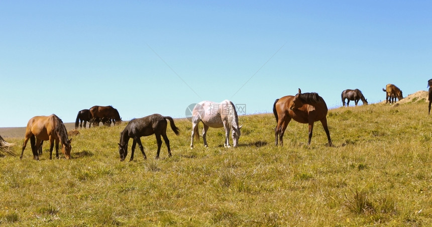 秋季高加索草地上的马对比夏令丰富多彩的图片