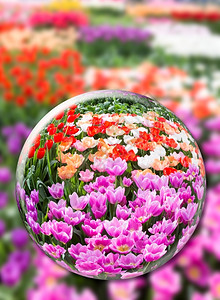 粉色的植物群紫荷兰Keukenhof花田中各种郁金香的水晶球图片