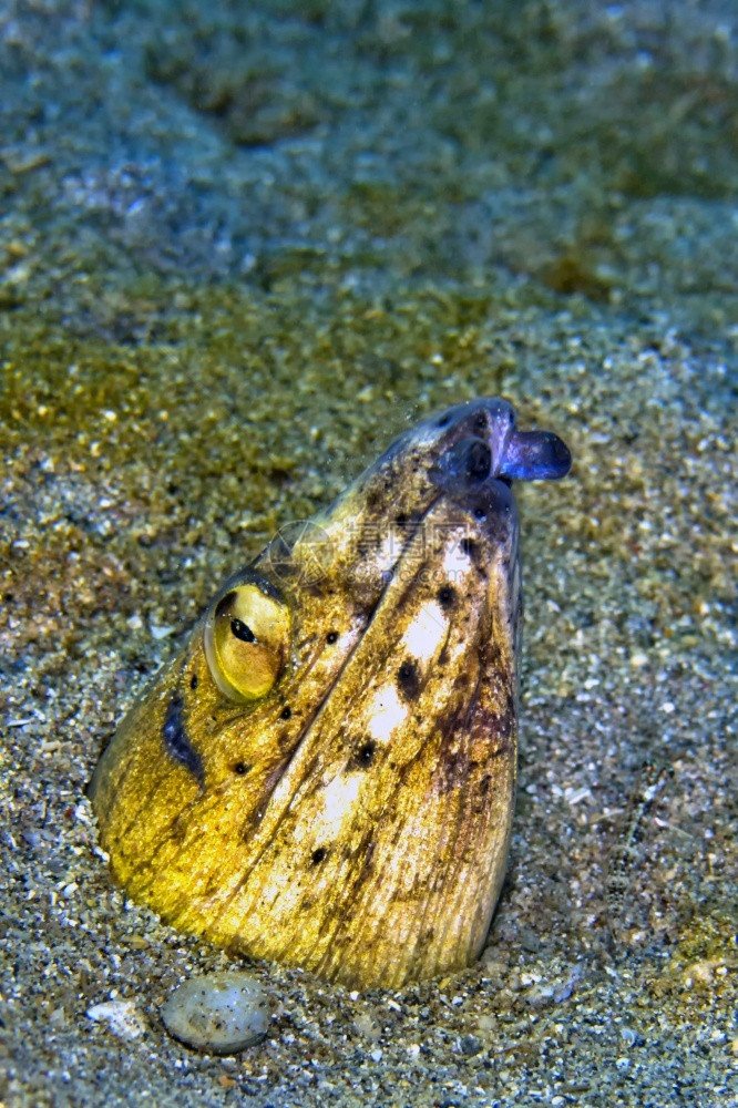 鳗鱼生物黑指蛇奥菲赫图斯梅拉诺奇尔莱姆贝北苏拉威西印度尼亚洲生物多样图片