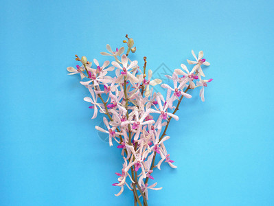 周年纪念日女化蓝色背景的花朵兰最低时尚艺术设计天图片