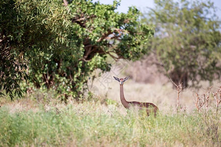 杰瑞努克棕色的长着颈羚羊正站在树丛之间看着一头长脖子的蚂蚁站在树丛之间腿栖息地背景