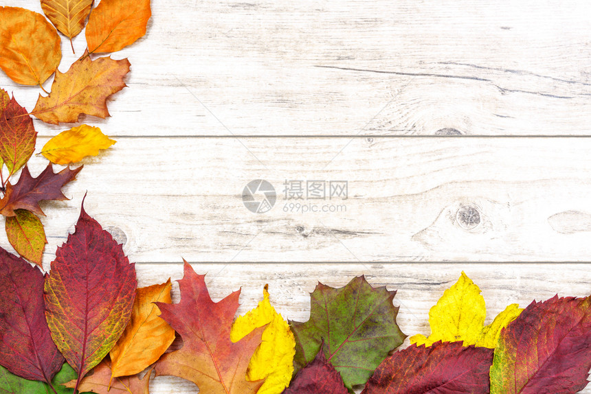 秋色秋季树叶边框图片
