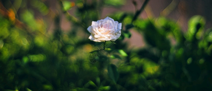 花园里的粉红玫瑰花把照片合上盛开热情图片