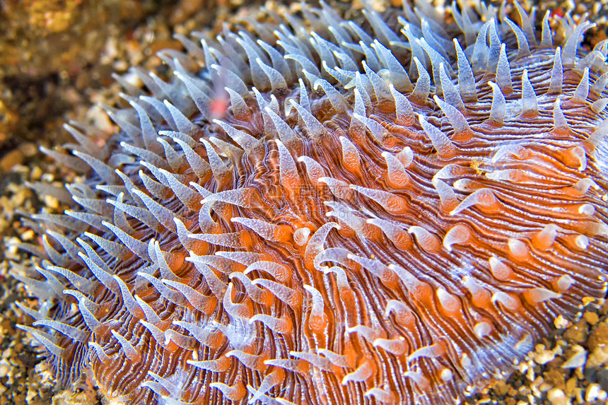 生态系统迪sc珊瑚Stony珊瑚礁Lembeh北苏拉威西印度尼亚洲野生动物相机图片