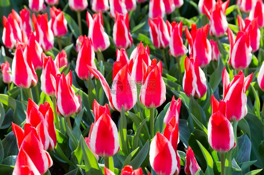 园艺场地芊荷兰Keukenhof两色红白郁金香组合图片