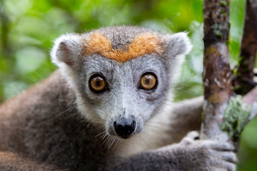 马达加斯雨林树上的冠狐猴马达加斯雨林树上的冠狐猴受保护动物荒野图片