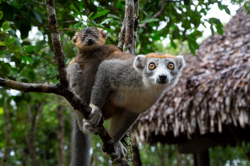 有趣的年轻马达加斯雨林树上的冠狐猴马达加斯雨林树上的冠狐猴旅游图片