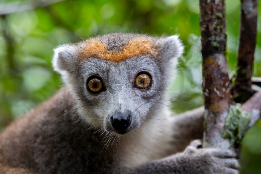 王冠加冕濒危马达斯雨林树上的冠狐猴马达加斯雨林树上的冠狐猴图片