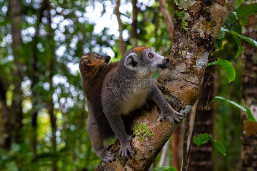 加冕马达斯雨林树上的冠狐猴马达加斯雨林树上的冠狐猴眼睛易受伤害的图片