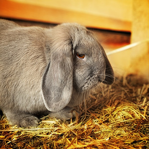 灰色长毛兔子图片