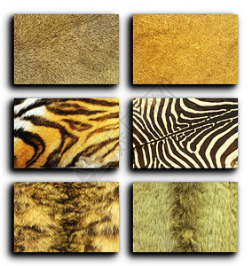 有质感的斑马材料收集白色背景的野生动物毛皮设计所需的革纹理图片