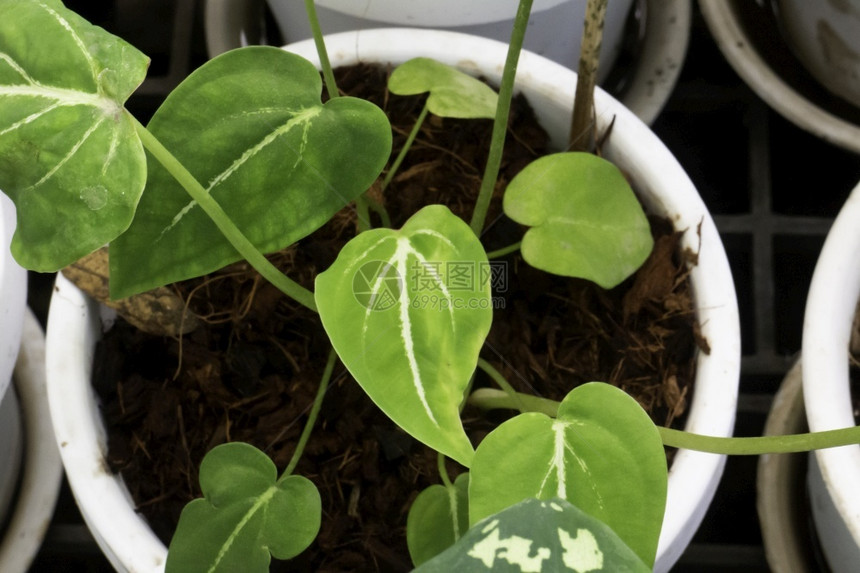 美丽的双色叶子植物股票照片环境多叶的装饰风格图片