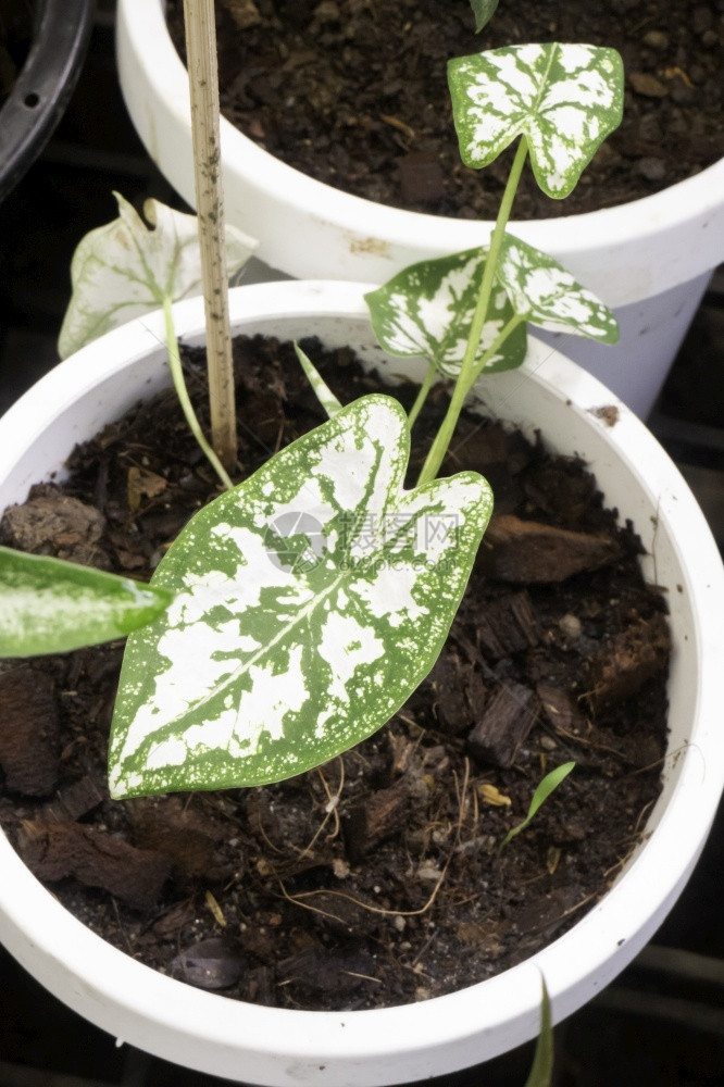 粉色的泰国季节美丽双色叶子植物股票照片图片