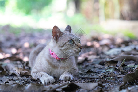 斑叶棕猫躺在干叶地板上生姜宠物睡觉背景