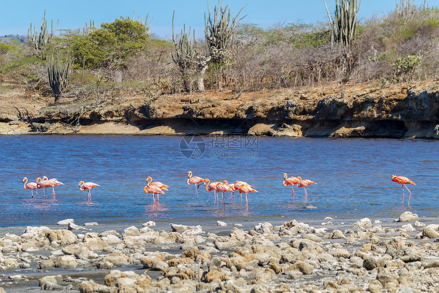 涉水者荒野一群在沿海湖中行走的大型红卡西比海鲜火烈鸟岛屿图片