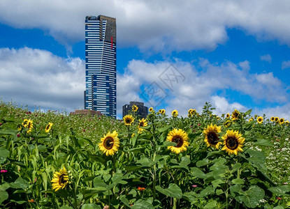 开花城市的向日葵布满云彩背景有摩天大楼墨尔本空图片