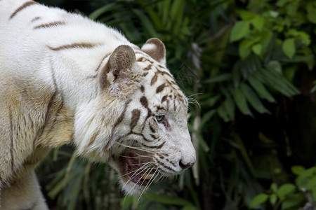独特条纹野生动物在热带森林中咆哮的白老虎图片