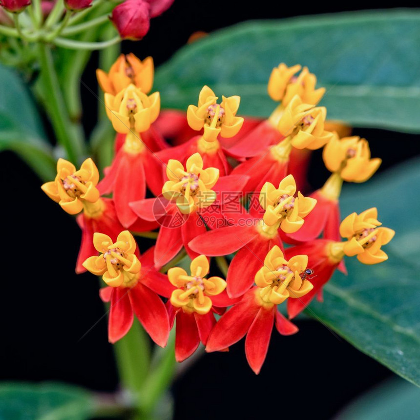 库拉萨维卡更近的美丽和外来花朵是AsclepiasCurassavica的黄花粉红瓣其共同名称有斯嘉丽米尔克鲜花墨西哥蝴蝶wee图片