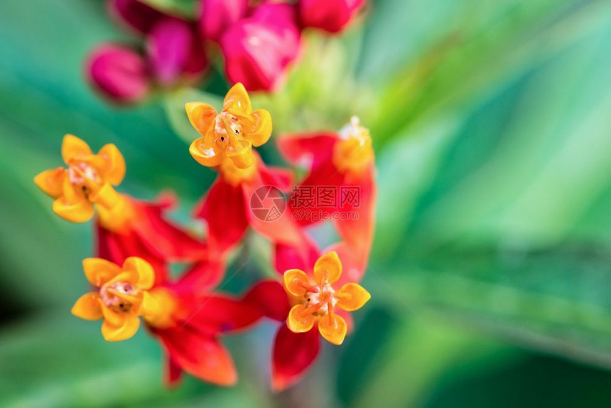 红色的蟑螂更近美丽和外来花朵是AsclepiasCurassavica的黄花粉红瓣其共同名称有斯嘉丽米尔克鲜花墨西哥蝴蝶weed图片