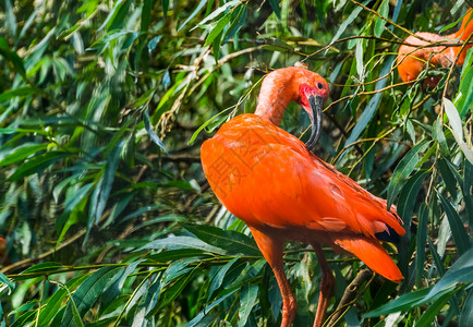 红色宜必思丰富多彩的异国情调树上红色的伊比斯ibis紧闭树上的羽毛典型鸟类行为来自美洲的多彩和异国鸟种女背景