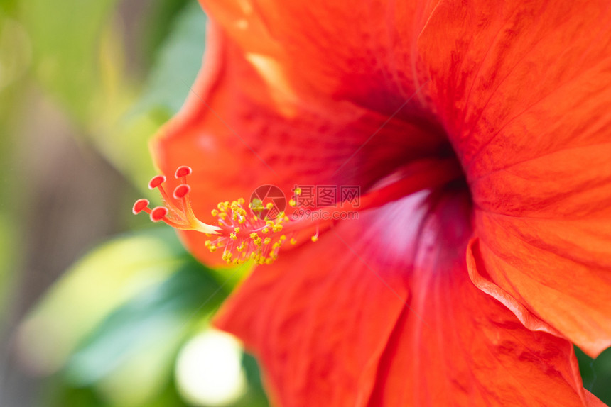 自然美丽的丰富多彩红色希比士库的紧贴花粉玫瑰夏威夷树皮玫瑰草和鞋油图片
