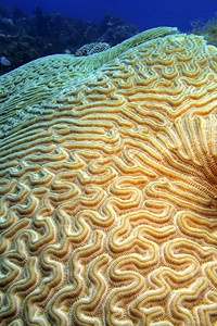 亚洲美丽临海脑珊瑚礁加勒比海PlayaGiron古巴美洲图片