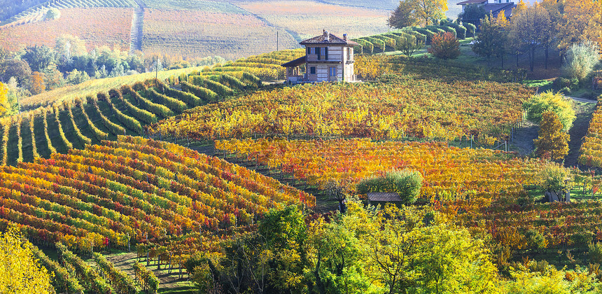 Piedmont农村地区有黄色葡萄园和意大利Northen葡萄酒区小村庄的图画生产路线吸引力图片