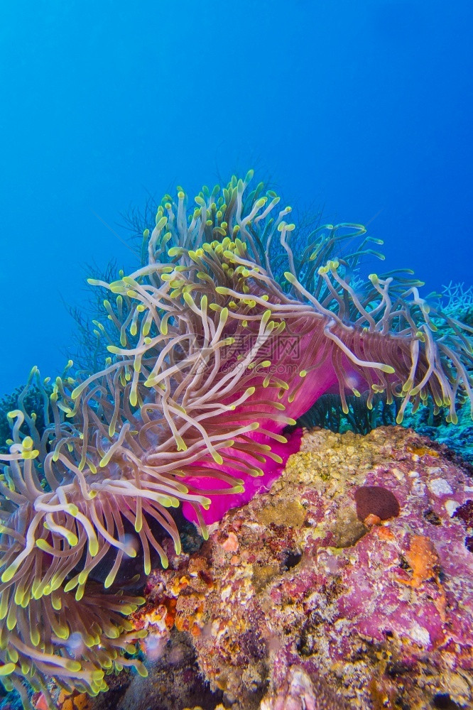 水下毒液巨型海洋阿内蒙赫异狄克大型海区珊瑚礁北阿里环马尔代夫印度洋亚洲有毒图片