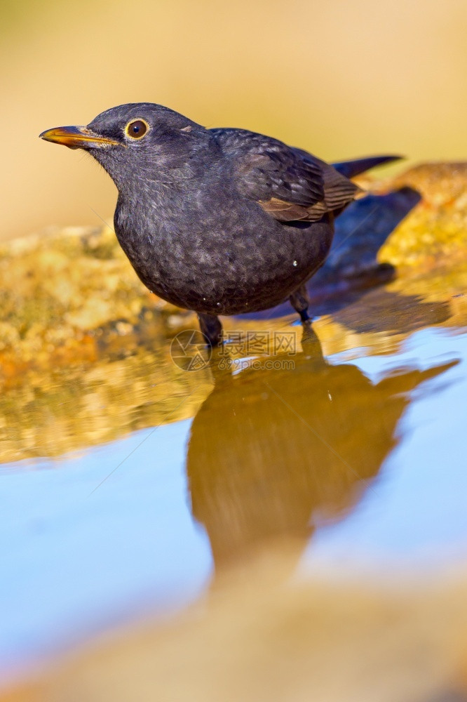 黑鸟Turdusmerula森林池塘地中海森林卡斯蒂利亚和莱昂西班牙欧洲环境动物学喝图片